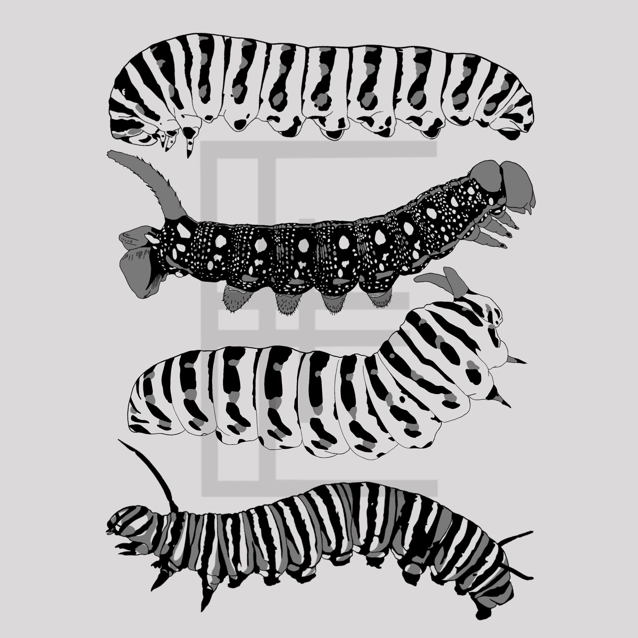 Blackwork Illustration A4 Print Caterpillars
