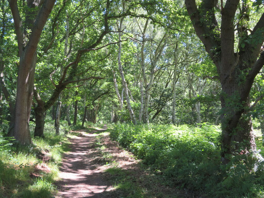 Ottery Timber Tales
