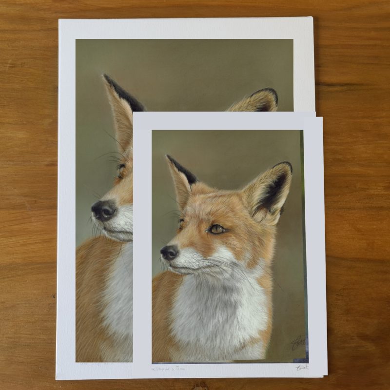 Fox Fine Art Print