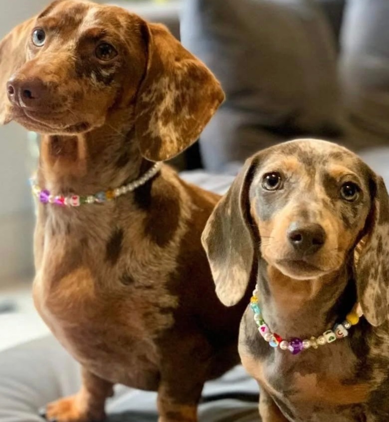 Pearls&Paws