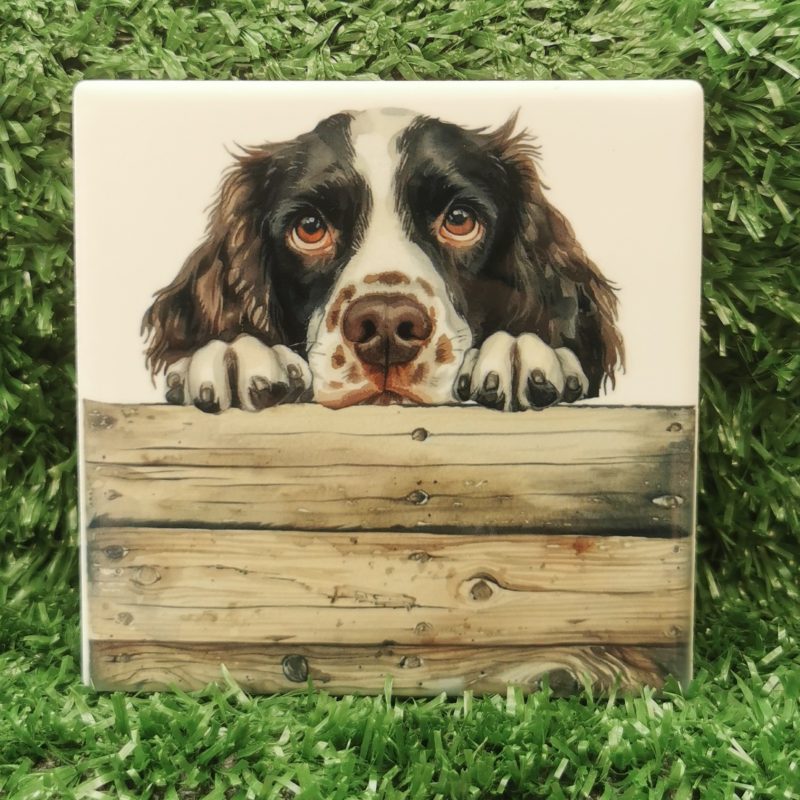 Peeking Springer Spaniel Dog Ceramic Coaster, Gift Idea