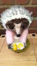needle felted Mrs Tigglewinks