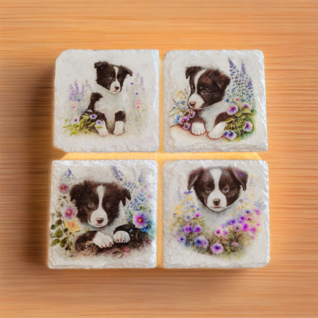 four square white painted slate coasters, each with a different black and white border collie image on it with flowers
