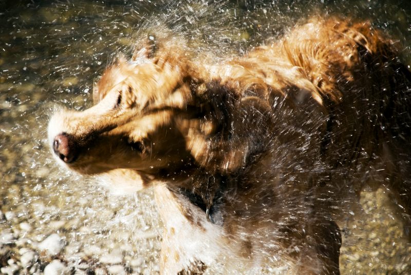 Luxury Artisan Doggie Shampoo Bar 100g. Personally formulated and hand crafted. Alert Rosemary