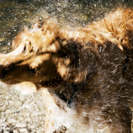 Luxury Artisan Doggie Shampoo Bar 100g. Personally formulated and hand crafted. Alert Rosemary