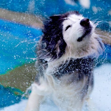 Luxury Artisan Doggie Shampoo Bar 100g. Personally formulated and hand crafted. Fragrance free