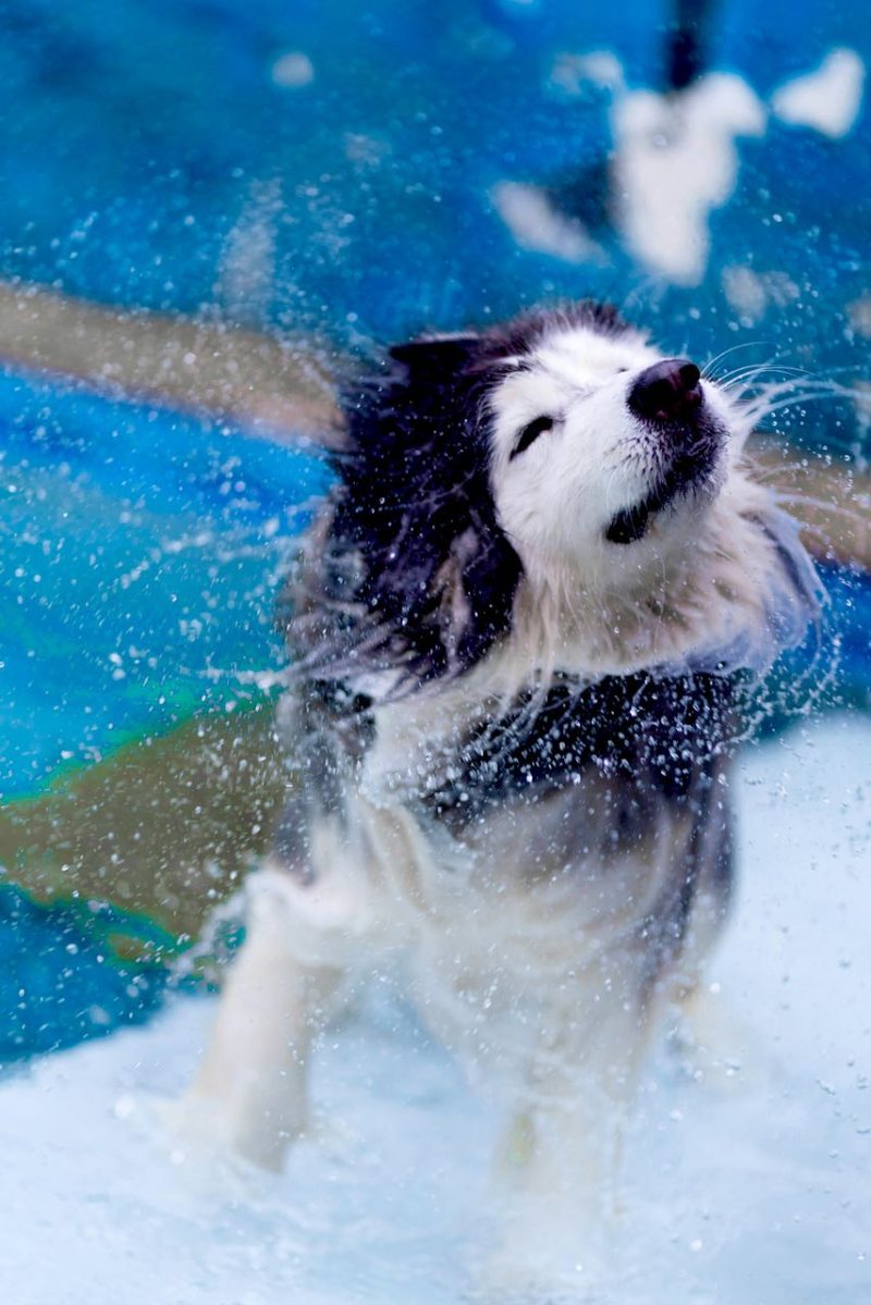 Luxury Artisan Doggie Shampoo Bar 100g. Personally formulated and hand crafted. Fragrance free