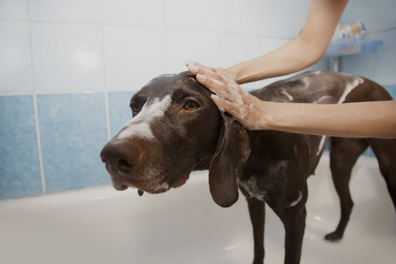 Luxury Artisan Doggie Shampoo Bar 100g. Personally formulated and hand crafted. Fragrance free