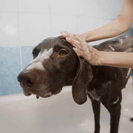 Luxury Artisan Doggie Shampoo Bar 100g. Personally formulated and hand crafted. Fragrance free