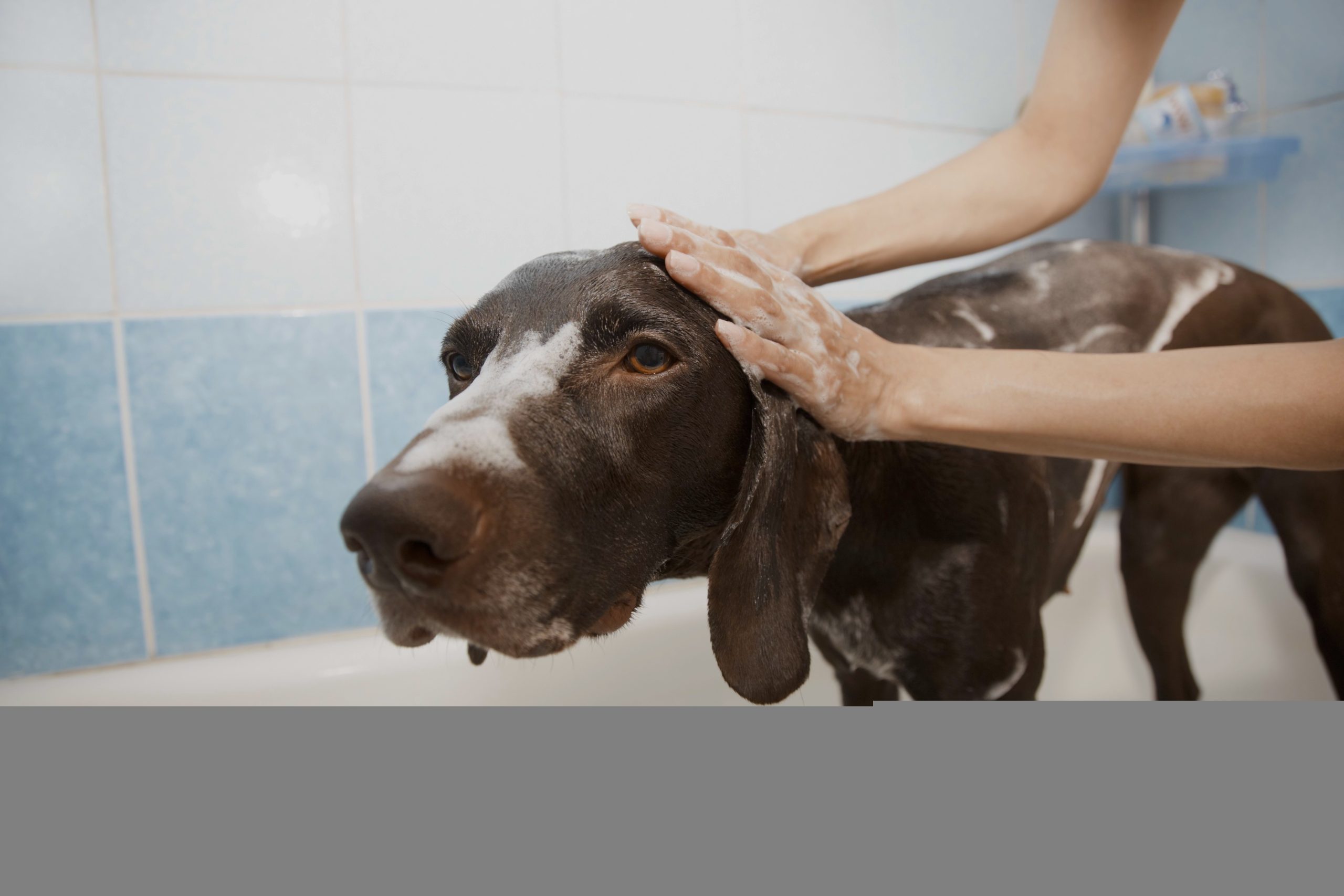 Luxury Artisan Doggie Shampoo Bar 100g. Personally formulated and hand crafted. Fragrance free