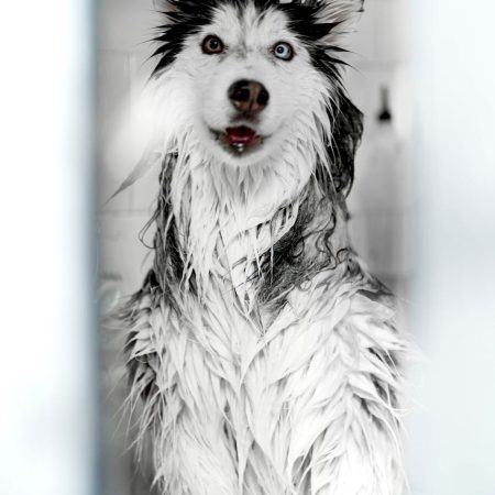 Luxury Artisan Doggie Shampoo Bar 100g. Personally formulated and hand crafted. Oatmeal and Argan