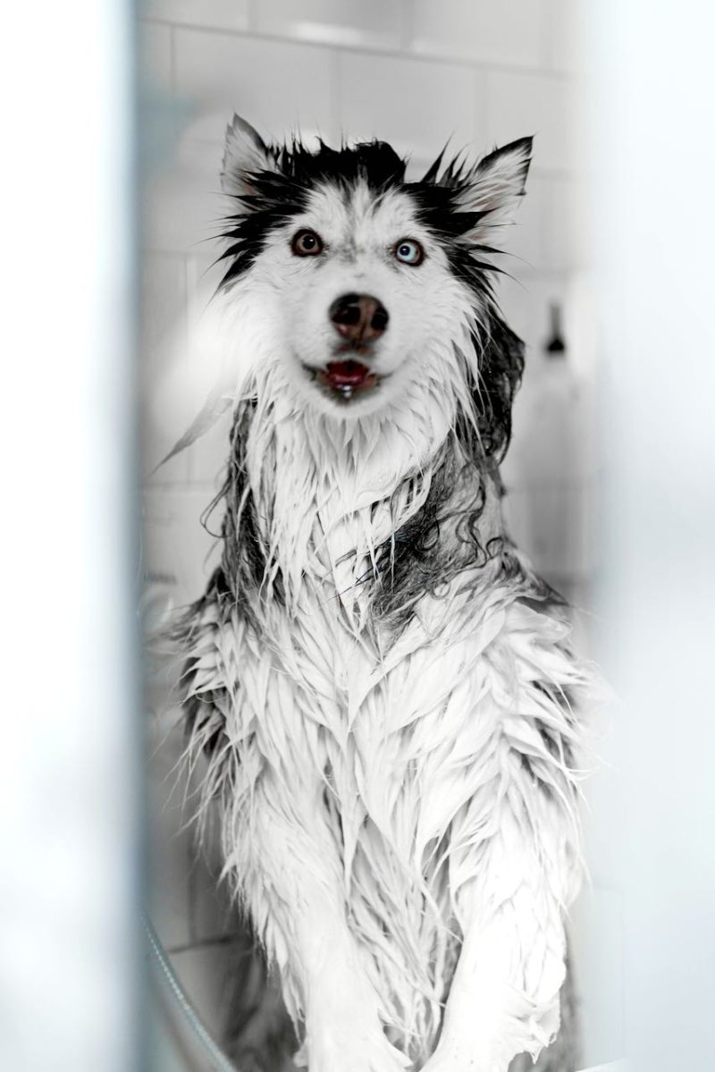 Luxury Artisan Doggie Shampoo Bar 100g. Personally formulated and hand crafted. Oatmeal and Argan
