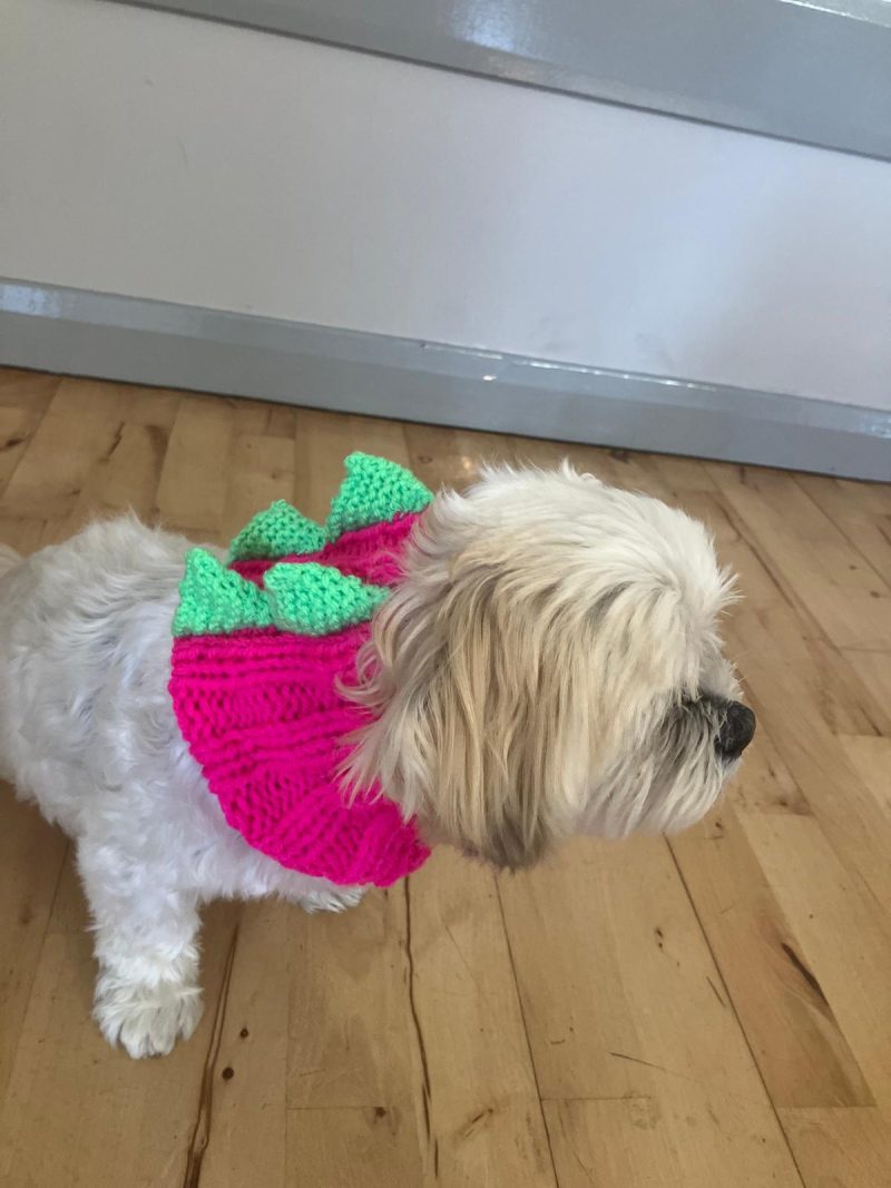 Dog Snood Dinosaur style, handknitted