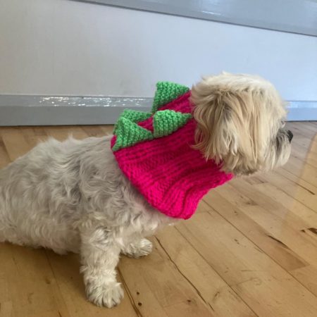 Dog Snood Dinosaur style, handknitted