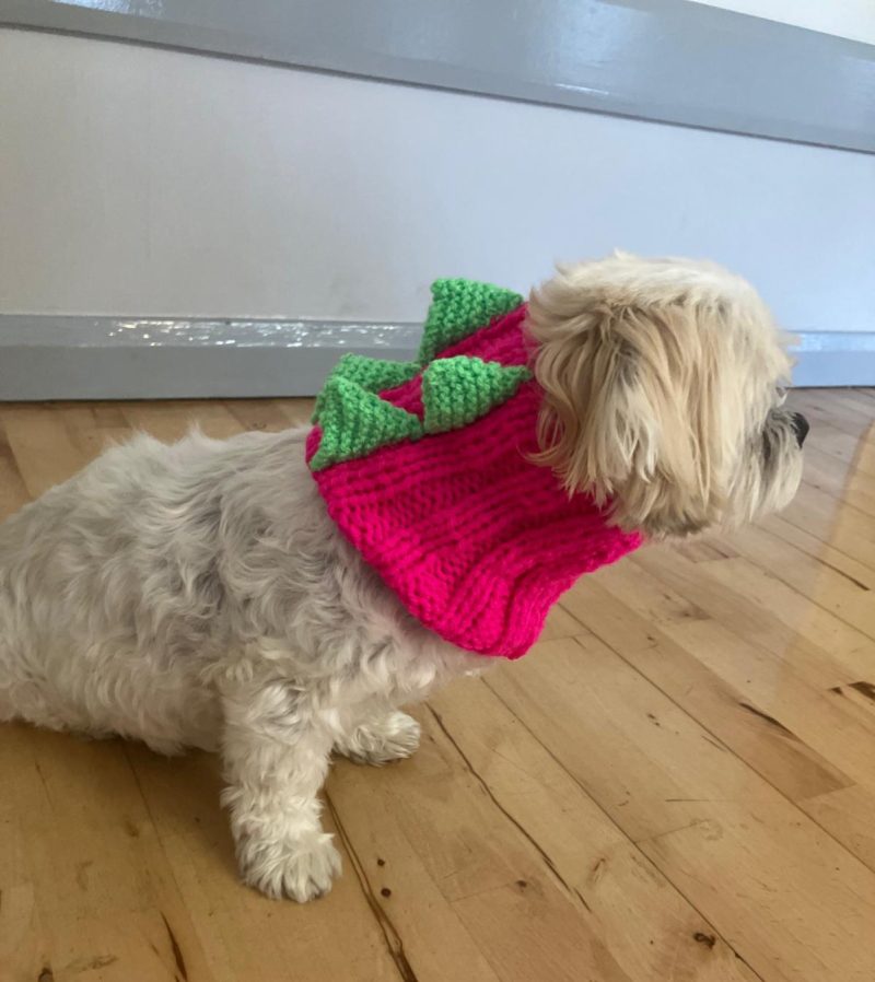 Dog Snood Dinosaur style, handknitted