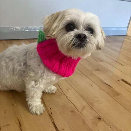 Dog Snood Dinosaur style, handknitted
