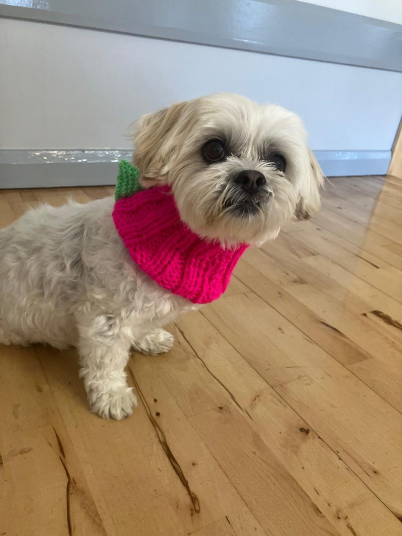 Dog Snood Dinosaur style, handknitted