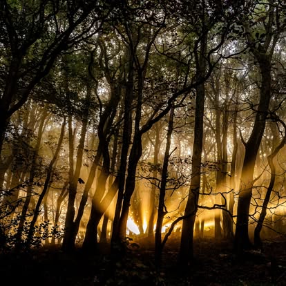 setting autumn sun through trees
