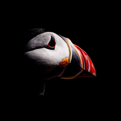 puffin in striking light as an A3 photo in a white mount and black A2 frame