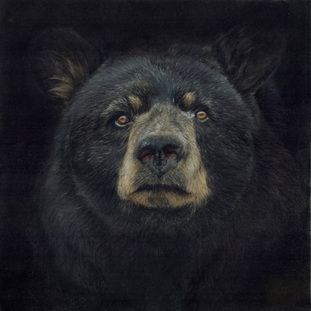 Black Bear Fine Art Print Square
