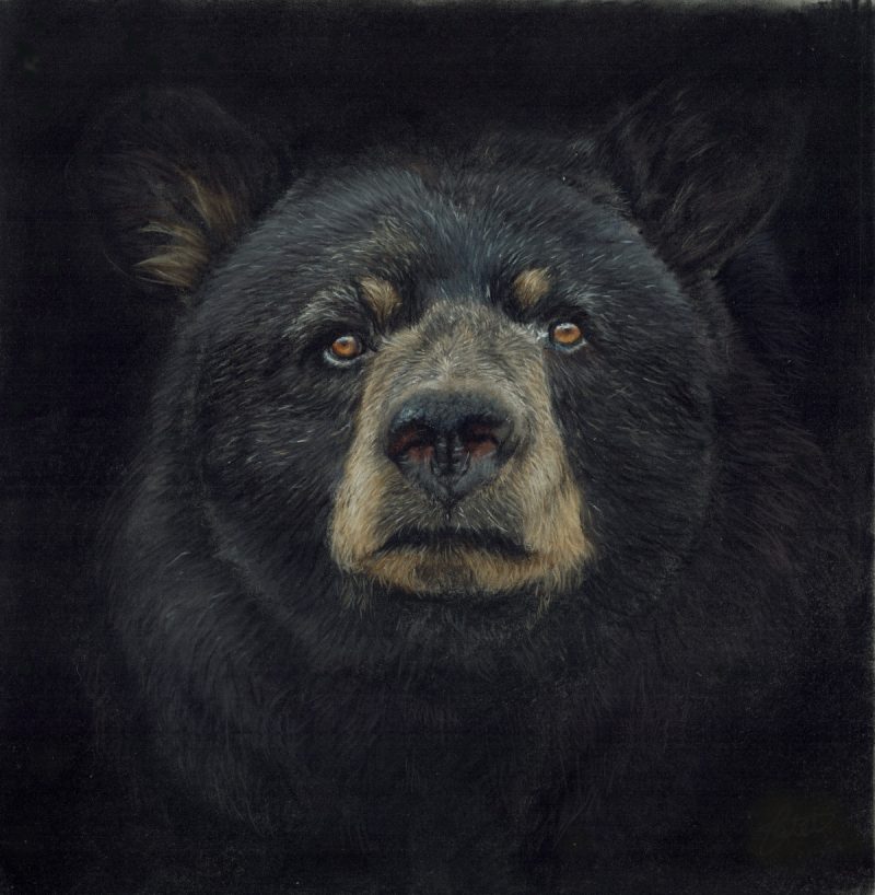 Black Bear Fine Art Print Square