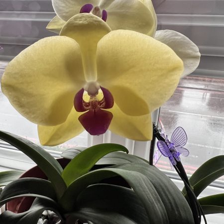 Natural Orchid Adjustable Bracelet | Handmade Resin Jewelry with Real Flower | Unique Botanical Gift