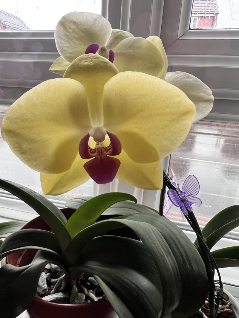 Natural Orchid Adjustable Bracelet | Handmade Resin Jewelry with Real Flower | Unique Botanical Gift