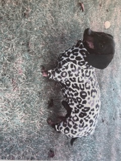 Doggy Jersey Jumpsuit