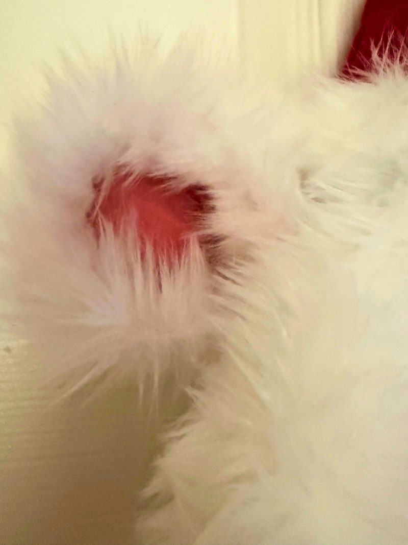 Oscar the Polar Bear