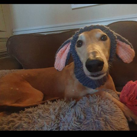 Handmade Knitted dog snood in rabbit design in a soft grey wool