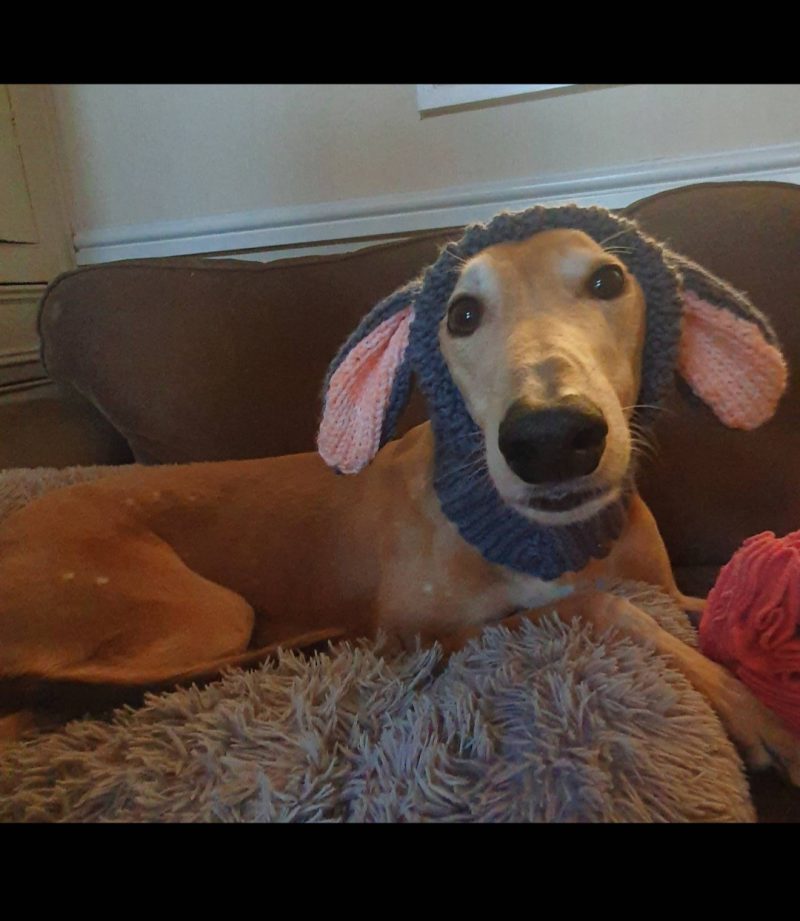 Handmade Knitted dog snood in rabbit design in a soft grey wool