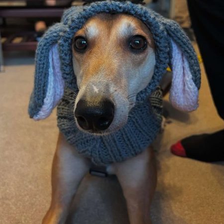 Handmade Knitted dog snood in rabbit design in a soft grey wool