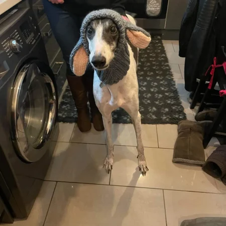 Handmade Knitted dog snood in rabbit design in a soft grey wool