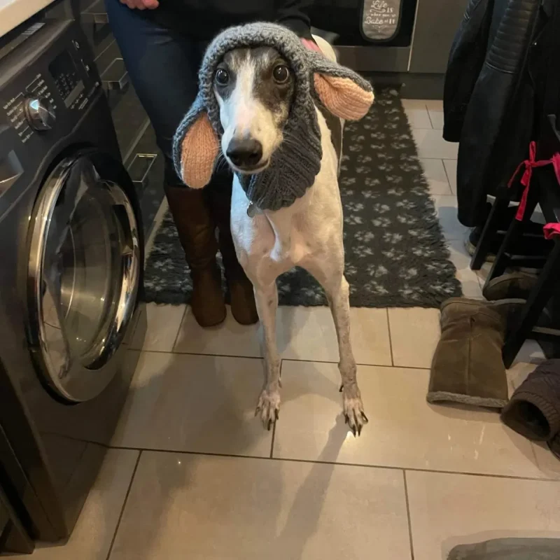 Handmade Knitted dog snood in rabbit design in a soft grey wool