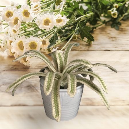 Handmade Crochet Spider Plant, Realistic Soft Green Leaves