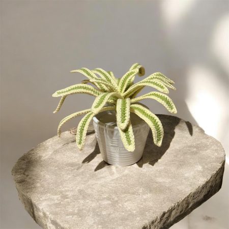 Handmade Crochet Spider Plant in Lime Green and Cream Cotton Yarn