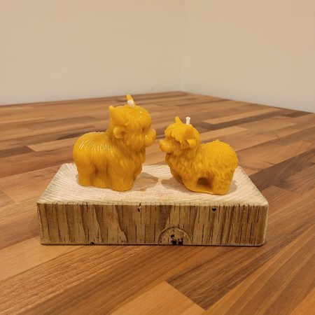 Highland Cow Twin pack