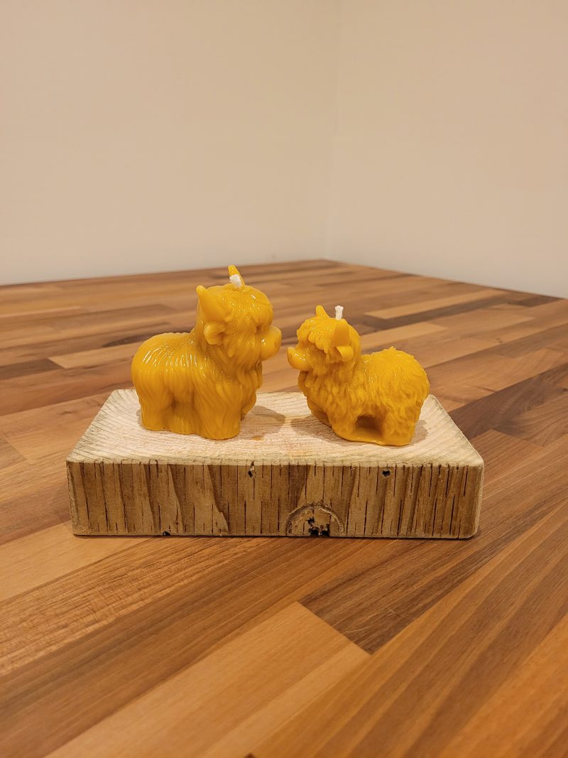 Highland Cow Twin pack