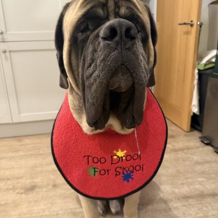 Embroidered Red Giant Breed Dog Bib