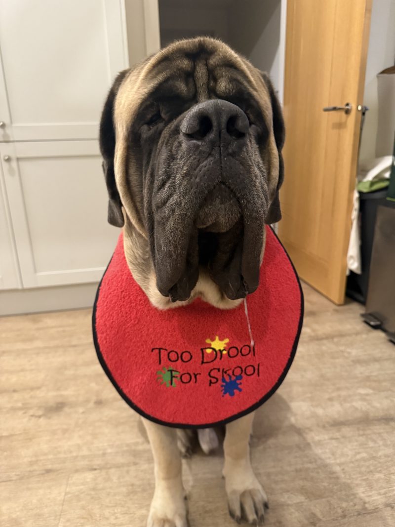 Embroidered Red Giant Breed Dog Bib