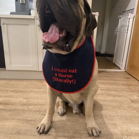 Embroidered Navy Giant Breed Dog Bib