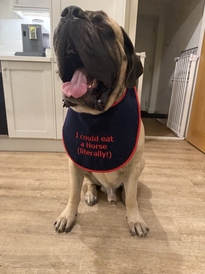 Embroidered Navy Giant Breed Dog Bib