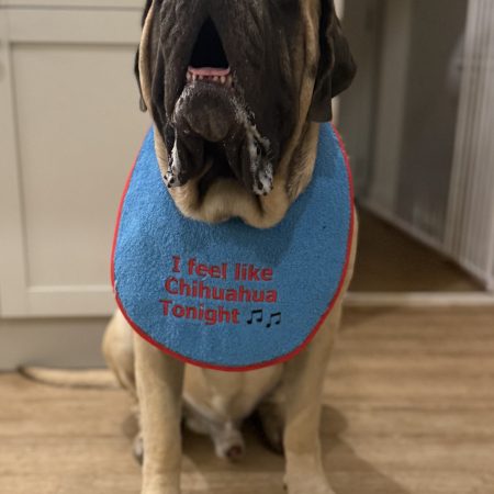 Embroidered Turquoise Giant Breed Dog Bib
