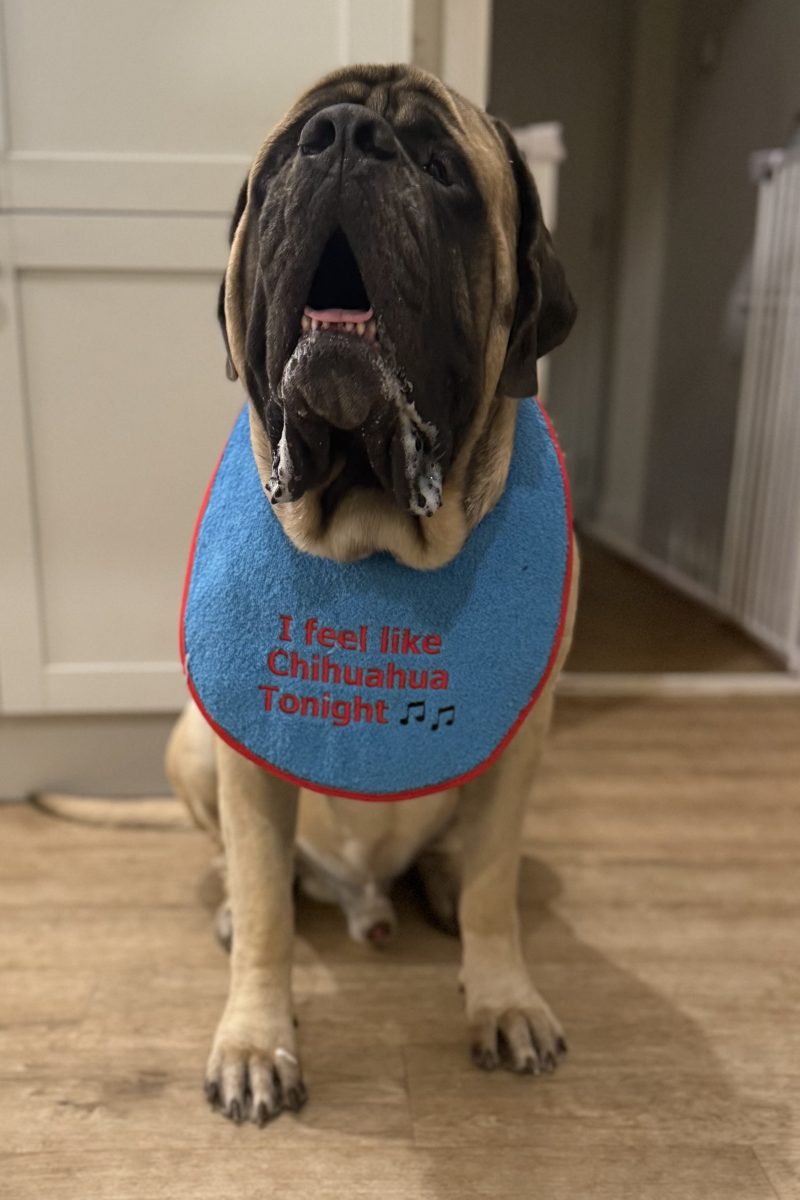 Embroidered Turquoise Giant Breed Dog Bib