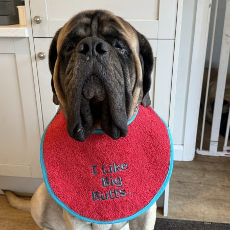 Embroidered Red Giant Breed Dog Bib