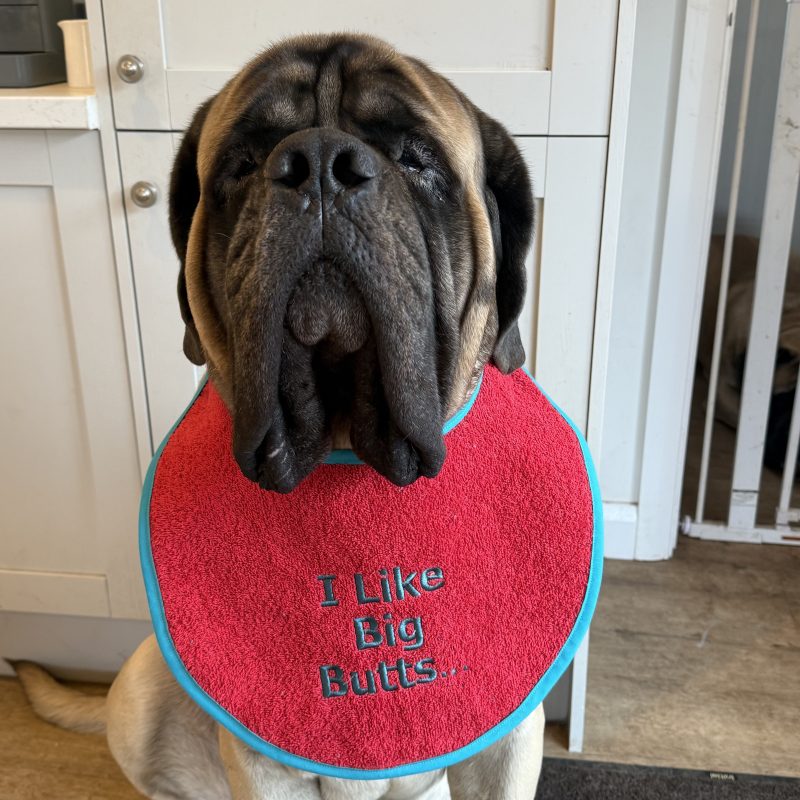 Embroidered Red Giant Breed Dog Bib