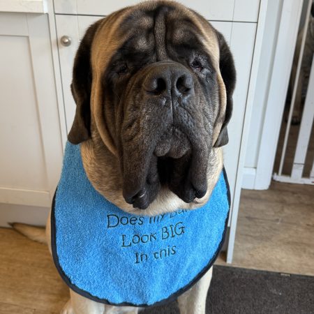 Embroidered Turquoise Giant Breed Dog Bib (Copy)