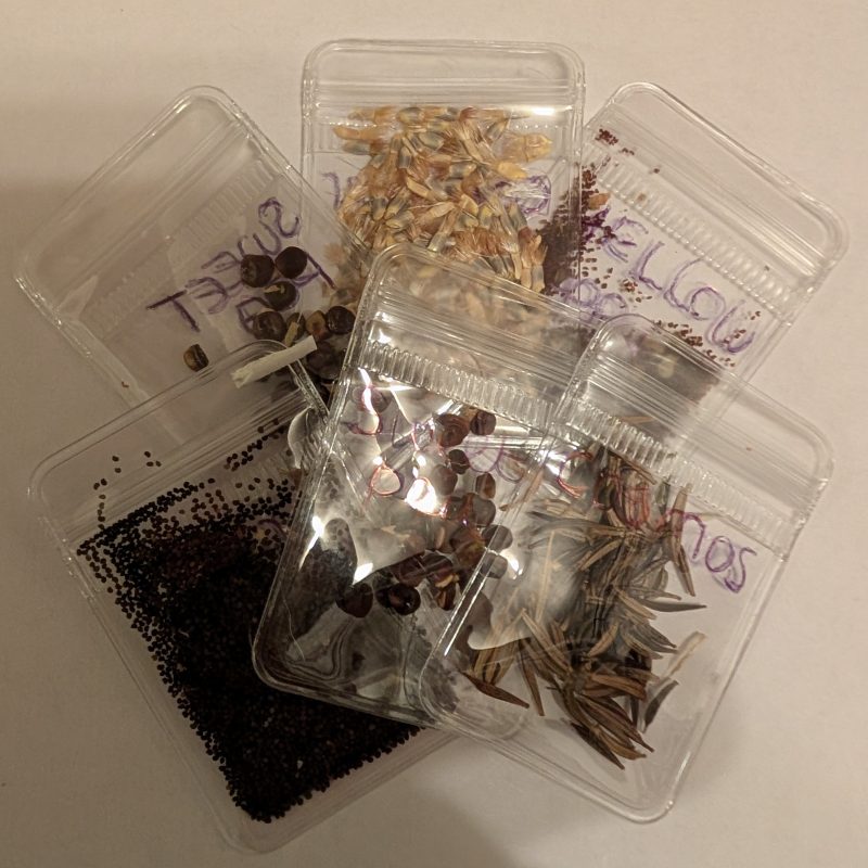 Save a Bee revival kit & wildflower seeds