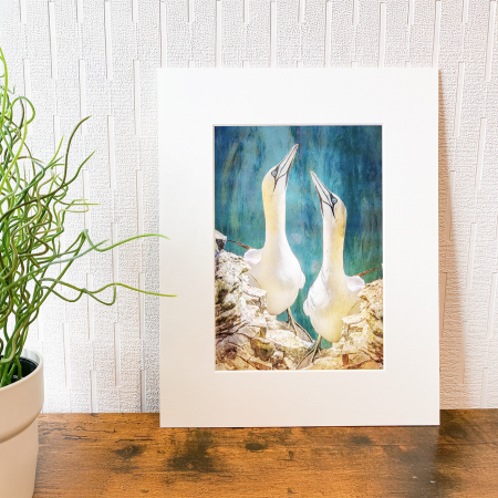 The Gannets - Artistically styled, mounted photographic print, ready to frame.