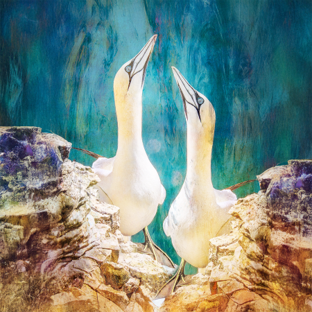 The Gannets - Artistically styled, mounted photographic print, ready to frame.